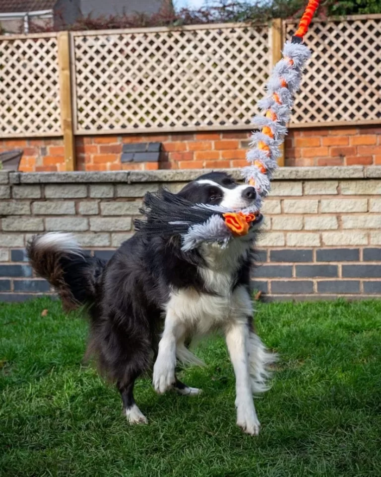 COLLIE WITH TUG TOY
