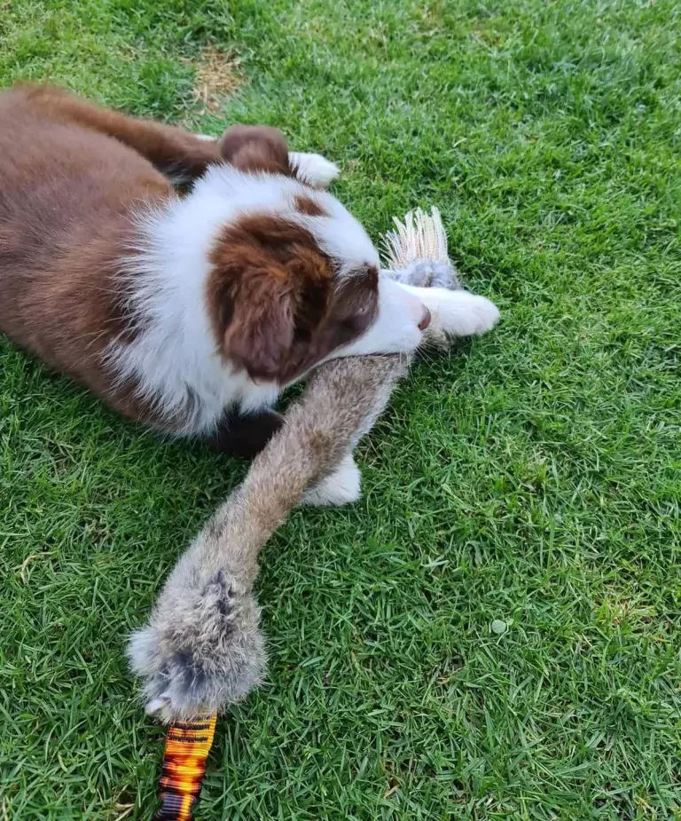 PUPPY TUG TOY