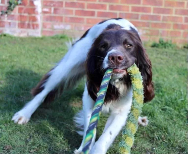 SPANIEL WITH TUG TOY