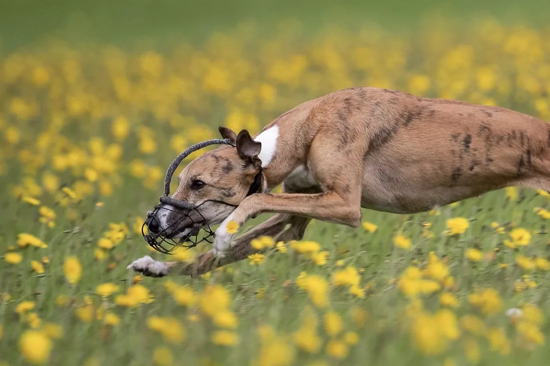 CIK9 Flux at sporting whippet club coventry (2)