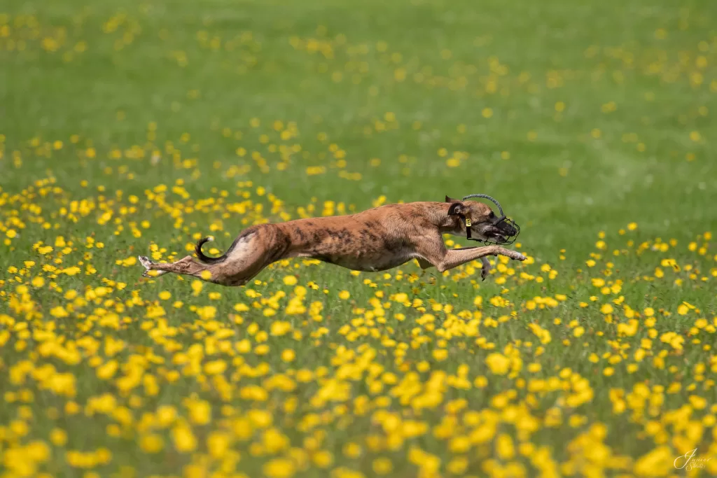 CIK9 Flux at sporting whippet club coventry (4)