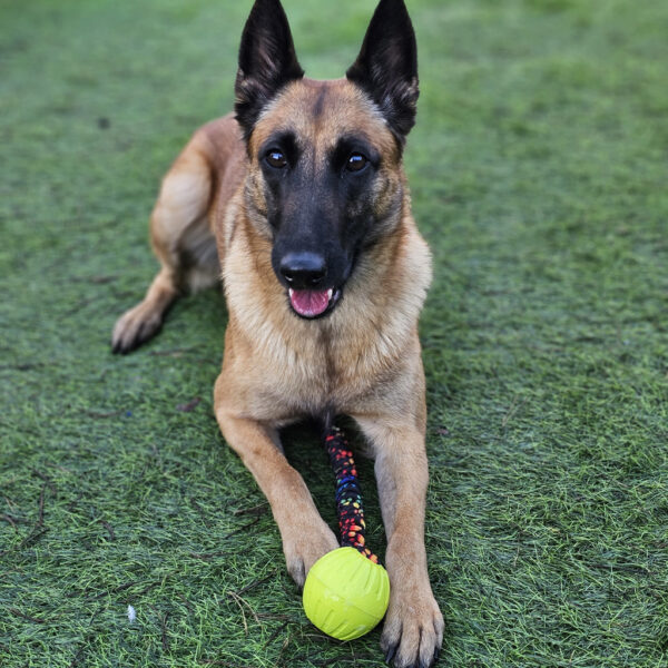 Rainbow-Paws-DuraFoam-bungee-ball-tug-toy-Koda1