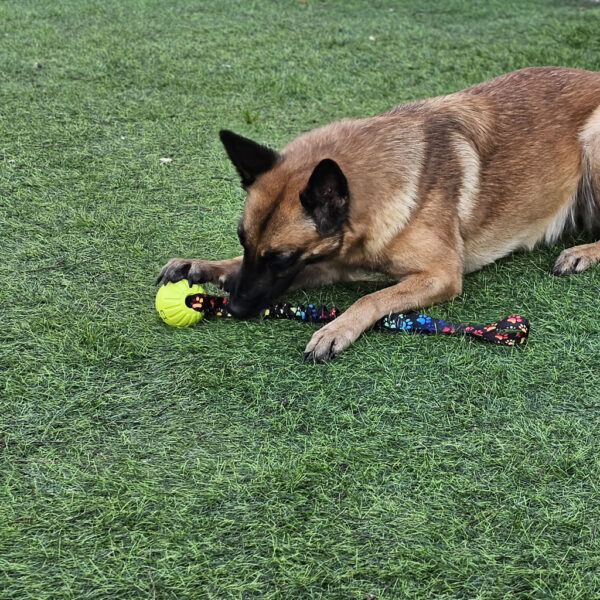 Rainbow-Paws-DuraFoam-bungee-ball-tug-toy-Koda2