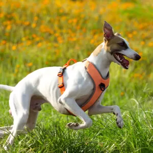 Truelove Mountain Harness