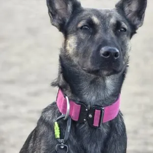 Malinois with Combat dog collar and locking carabiner dog lead
