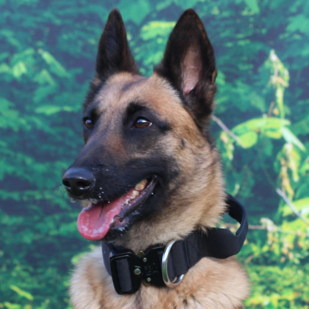 Black Tactical/Service Dog Collar with Handle