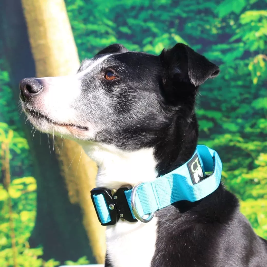 Blue Tactical/Service Dog Collar with Handle