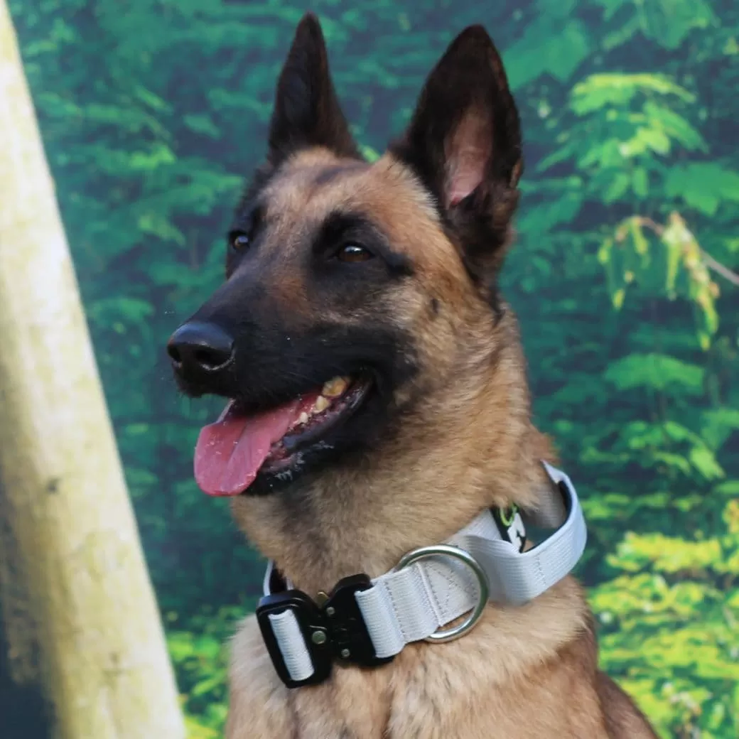 Grey Tactical/Service Dog Collar with Handle
