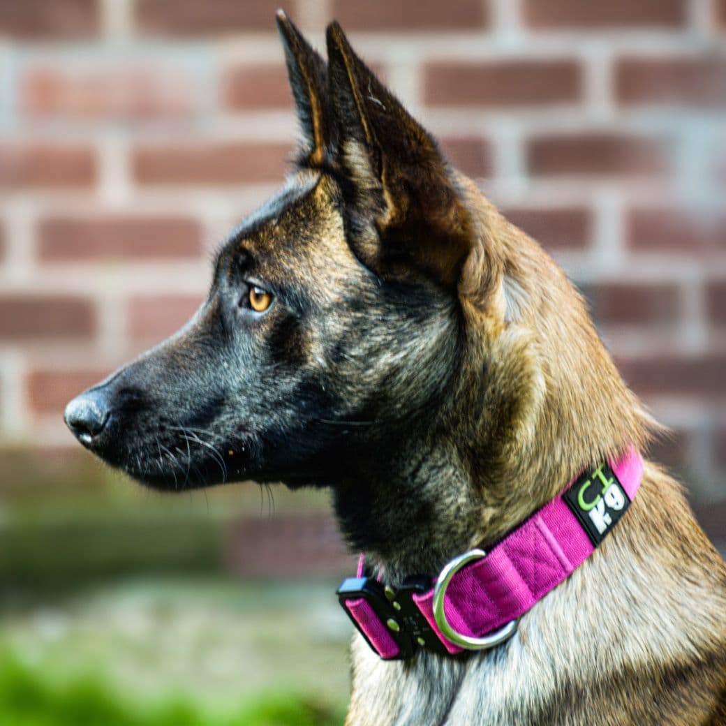 Pink Tactical/Service Dog Collar