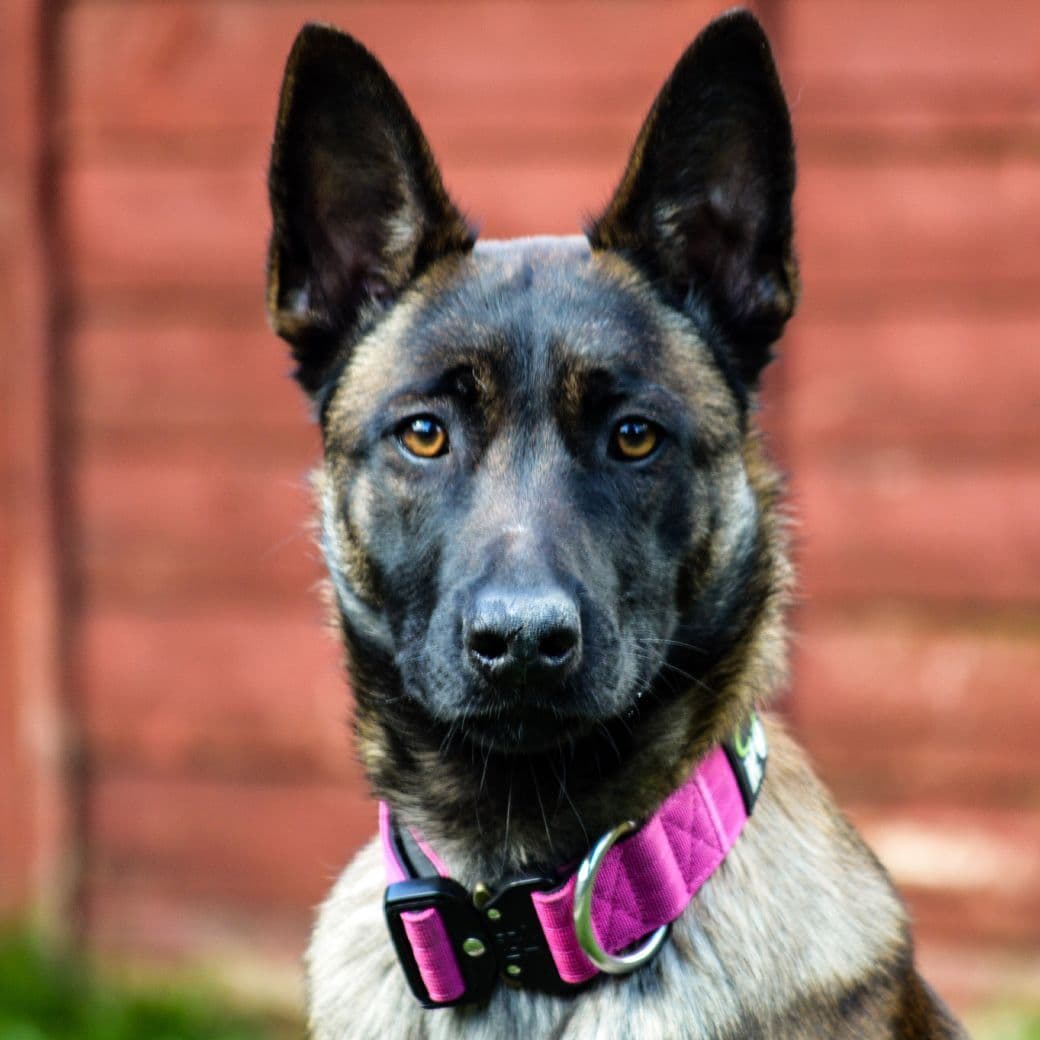 Pink Tactical/Service Dog Collar