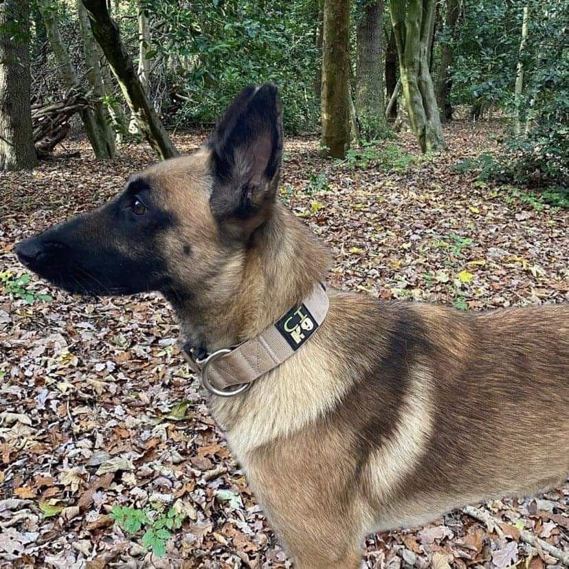Tactical/Working Dog Collar