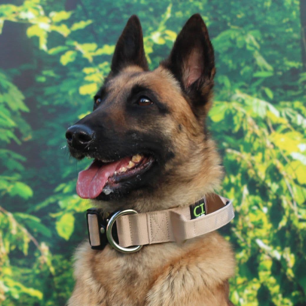 TanTactical/Service Dog Collar with Handle