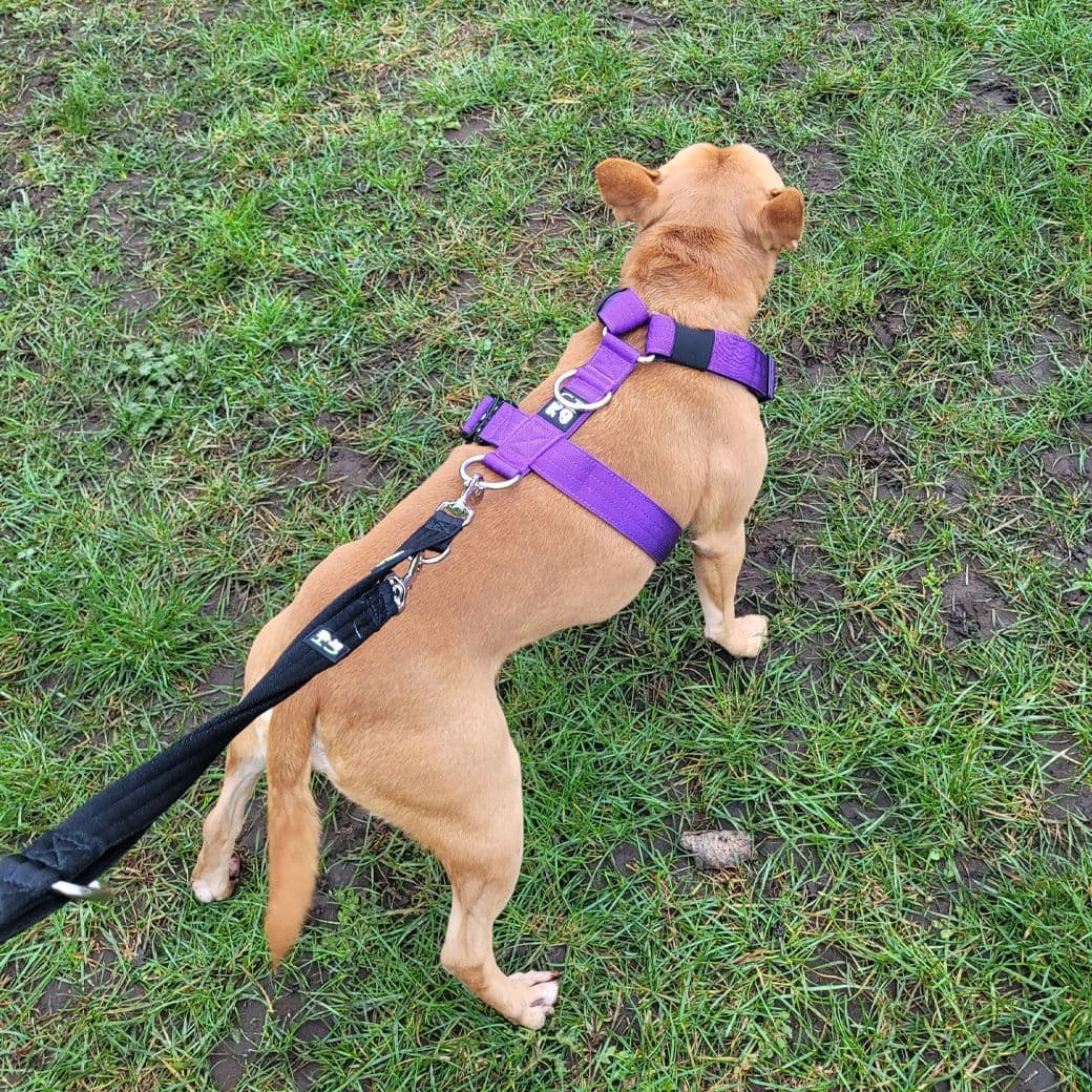 Working Dog Harness